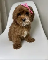 May, a female Cavapoo and Poodle - Miniature  for sale in Louisville, KY – Photo 6 of 10