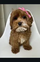 May, a female Cavapoo and Poodle - Miniature  for sale in Louisville, KY – Photo 1 of 10