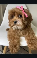 May, a female Cavapoo and Poodle - Miniature  for sale in Louisville, KY – Photo 3 of 10