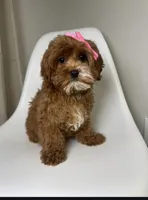 May, a female Cavapoo and Poodle - Miniature  for sale in Louisville, KY – Photo 2 of 10