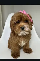 May, a female Cavapoo and Poodle - Miniature  for sale in Louisville, KY – Photo 7 of 10