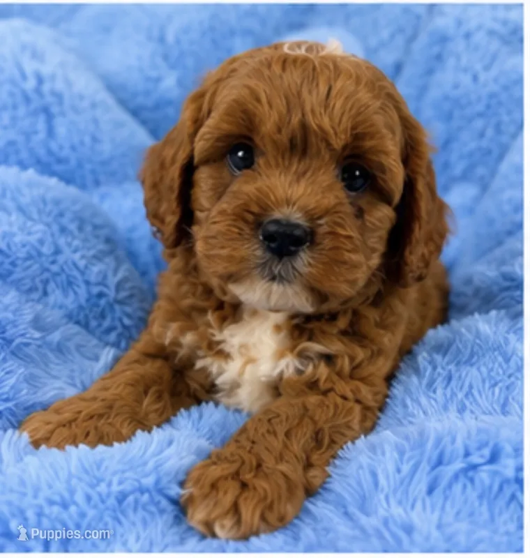 Ollie  – Cavapoo puppy for sale in Louisville, KY