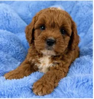 Ollie , a male Cavapoo for sale in Louisville, KY – 1 of 10
