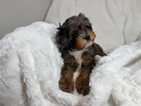 Peanut 🥜 , a female Cavapoo for sale in Louisville, KY – 5 of 10