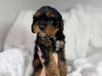 Reese 💙, a female Cavapoo for sale in Louisville, KY – 8 of 10