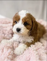 Maisie, a female Cavapoo for sale in Louisville, KY – 4 of 7