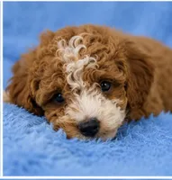 Milo, a male Poodle - Toy  for sale in Louisville, KY – 8 of 8