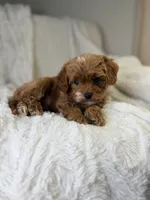 Apollo, a male Cavapoo for sale in Louisville, KY – 4 of 8
