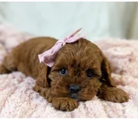 Winnie , a female Cavapoo for sale in Louisville, KY – 4 of 9