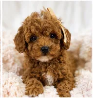 Millie-tiny 1.6 lbs , a female Poodle - Toy  for sale in Louisville, KY – 6 of 9