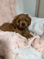 Luna , a female Cavapoo for sale in Louisville, KY – 5 of 9
