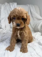 Apollo, a male Cavapoo for sale in Louisville, KY – 2 of 8