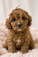 Daisy, a female Cavapoo for sale in Louisville, KY – 5 of 10