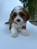 Clifford , a male Cavapoo for sale in Louisville, KY – 2 of 8
