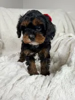 Hershey 🍫🎀, a female Cavapoo for sale in Louisville, KY – 3 of 10
