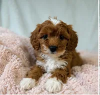 Rosie, a female Cavapoo for sale in Louisville, KY – 2 of 5