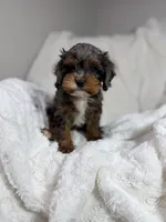 Peanut 🥜 , a female Cavapoo for sale in Louisville, KY – 6 of 10