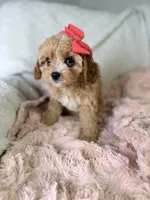 Vannah, a female Cavapoo for sale in Louisville, KY – 10 of 10