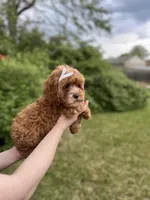whitley, a female Cavapoo for sale in Louisville, KY – Photo 6 of 8