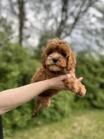 whitley, a female Cavapoo for sale in Louisville, KY – Photo 4 of 8