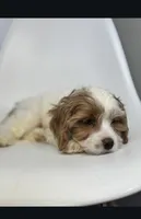 processed/03e9f551-54de-48cd-9003-f5a7c2f49a21/listing/57826d84-d033-4e8b-bcbd-7801a1287aa0/13f87b41-8379-4921-ba6d-3a661746363a