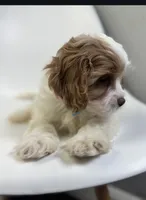 processed/03e9f551-54de-48cd-9003-f5a7c2f49a21/listing/57826d84-d033-4e8b-bcbd-7801a1287aa0/38e9bb74-e220-4524-ae1b-71910109759b