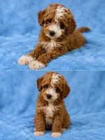 Milo, a male Poodle - Toy  for sale in Louisville, KY – 5 of 8