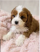 Maisie, a female Cavapoo for sale in Louisville, KY – 7 of 7