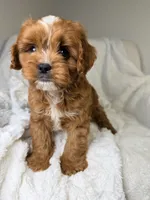 Cosmo, a male Cavapoo for sale in Louisville, KY – 4 of 8