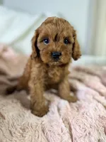 Frannie, a female Cavapoo for sale in Louisville, KY – 6 of 8