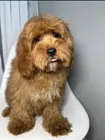 Grant, a male Cavapoo for sale in Louisville, KY – 3 of 6