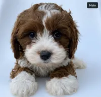 Wally, a male Cavapoo for sale in Louisville, KY – 2 of 8