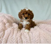 Rosie, a female Cavapoo for sale in Louisville, KY – 5 of 5