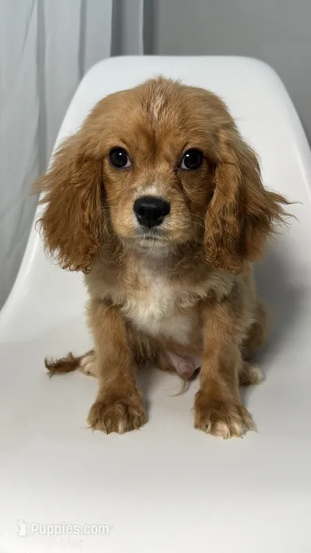 Van – Cavapoo puppy for sale in Louisville, KY