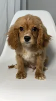 Van, a male Cavapoo for sale in Louisville, KY – 1 of 7