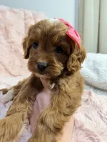 Sun, a female Cavapoo for sale in Louisville, KY – 5 of 8