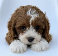 Wally, a male Cavapoo for sale in Louisville, KY – 5 of 8