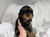 Reese 💙, a female Cavapoo for sale in Louisville, KY – 5 of 10