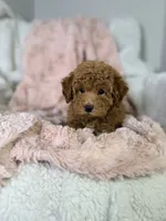 Grace, a female Poodle - Toy  for sale in Louisville, KY – 6 of 10