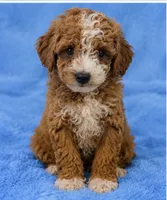 Milo, a male Poodle - Toy  for sale in Louisville, KY – 7 of 8