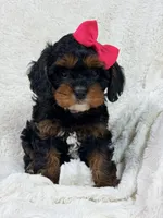 Hershey 🍫🎀, a female Cavapoo for sale in Louisville, KY – 9 of 10
