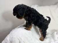 Reese 💙, a female Cavapoo for sale in Louisville, KY – 6 of 10