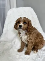 Wallace, a male Cavapoo for sale in Louisville, KY – Photo 3 of 4