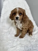Wallace, a male Cavapoo for sale in Louisville, KY – Photo 2 of 4