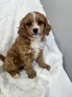 Wallace, a male Cavapoo for sale in Louisville, KY – Photo 1 of 4