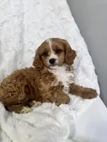 Wallace, a male Cavapoo for sale in Louisville, KY – Photo 4 of 4