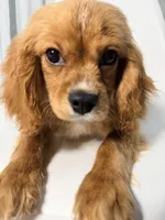 Van, a male Cavapoo for sale in Louisville, KY – 4 of 7