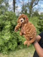 Marlee, a female Cavapoo for sale in Louisville, KY – Photo 10 of 10