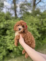 Marlee, a female Cavapoo for sale in Louisville, KY – Photo 6 of 10