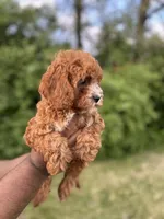 Marlee, a female Cavapoo for sale in Louisville, KY – Photo 8 of 10
